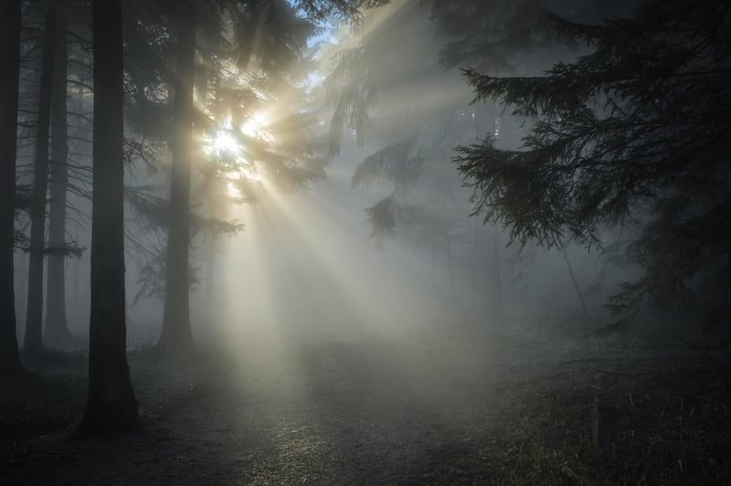 Enchanted Forest Wedding